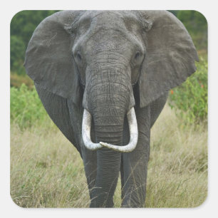 Pegatina Cuadrada Elefante africano loxodonta, Masai Mara