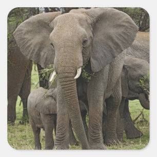 Pegatina Cuadrada Elefante africano   Manada