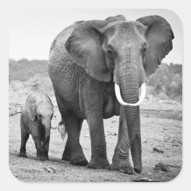 Pegatina Cuadrada Elefante africano y ternera | Kenia, África (Anverso)