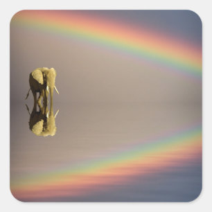 Pegatina Cuadrada Elefante, Agua y Arcoiris, Kenia