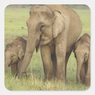 Pegatina Cuadrada Elefante asiático indio y crías