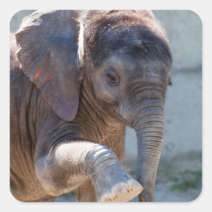 Pegatina Cuadrada Elefante bebé