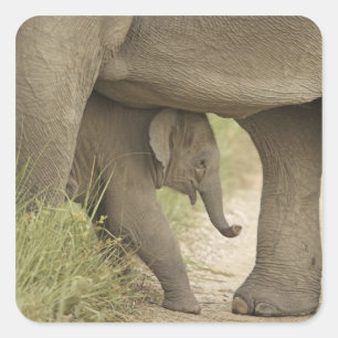 Pegatina Cuadrada Elefante indio / asiático y cría, Corbett
