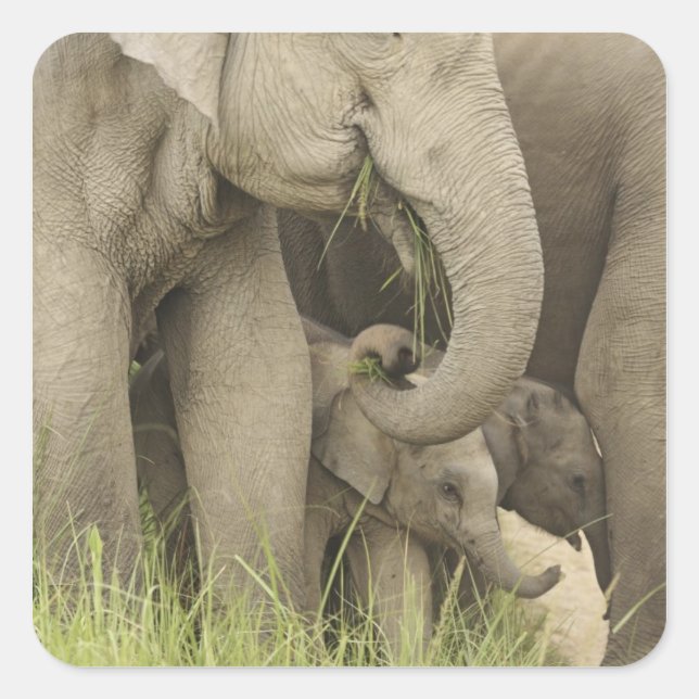 Pegatina Cuadrada Elefante indio/asiático y joven Corbett 3 (Anverso)