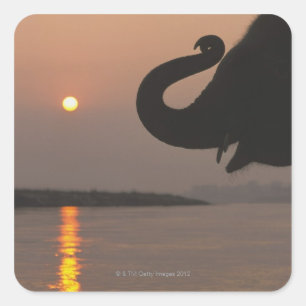 Pegatina Cuadrada Elefante, parque nacional de Chitwan, Nepal
