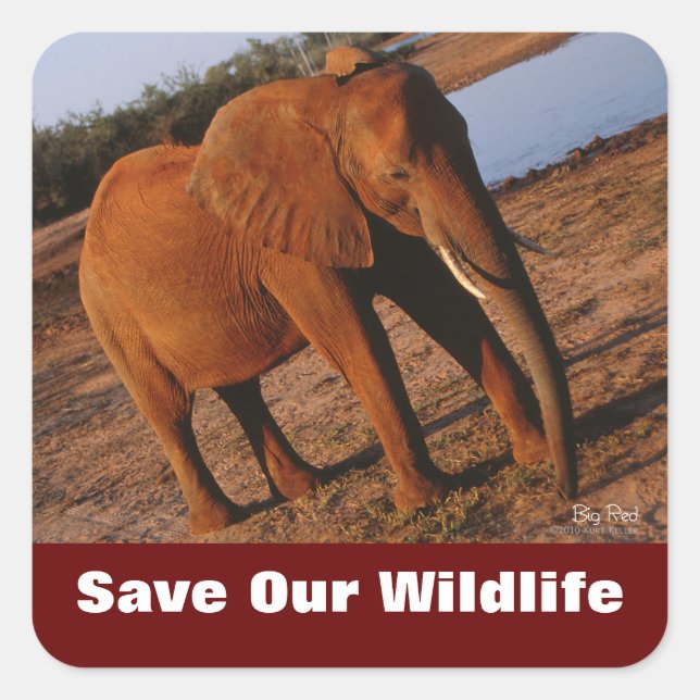 Pegatina Cuadrada Elefante salva a nuestros Pegatinas de vida salvaj (Anverso)