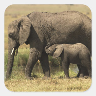 Pegatina Cuadrada Elefantes Africanos