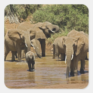 Pegatina Cuadrada Elefantes africanos, Loxodonta Africana, Samburu