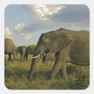 Pegatina Cuadrada Elefantes africanos pastando, Loxodonta africana,