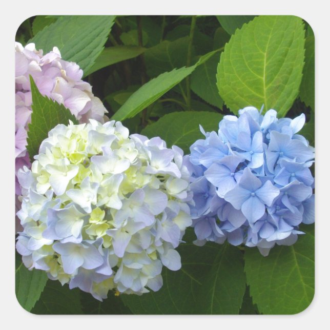 Pegatina Cuadrada Elegante azul púrpura azul Hydrangeas florals (Anverso)