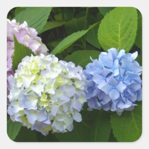 Pegatina Cuadrada Elegante azul púrpura azul Hydrangeas florals