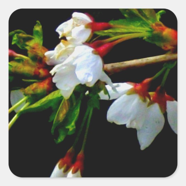 Pegatina Cuadrada Elegante Blossom blanco blanco negro floreciente (Anverso)