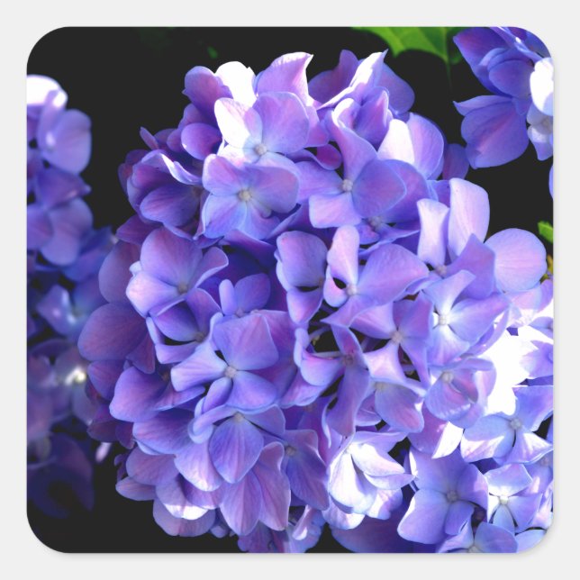 Pegatina Cuadrada Elegante floral de púrpura profundo periwinkle hid (Anverso)