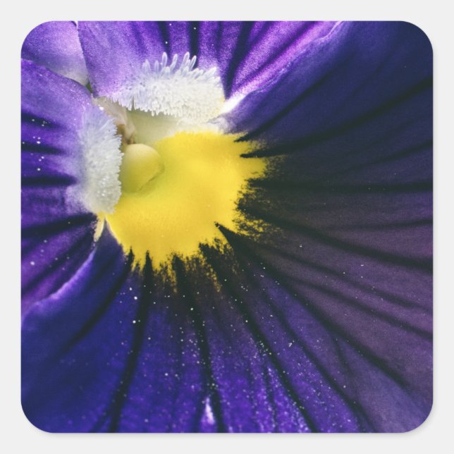 Pegatina Cuadrada Elegante foto de macro pansy púrpura (Anverso)