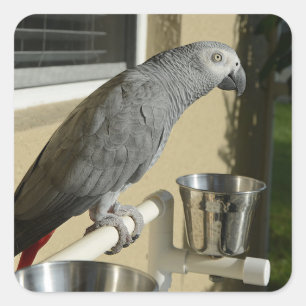 Pegatina Cuadrada Elegante loro gris africano del Congo en pie