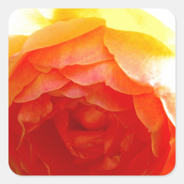 Pegatina Cuadrada Elegante Yellow Rose amarillo floral amarillo (Anverso)