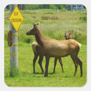 Pegatina Cuadrada Elk Crossing California Wildlife Photography