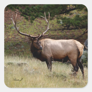Pegatina Cuadrada Elk in the Wild