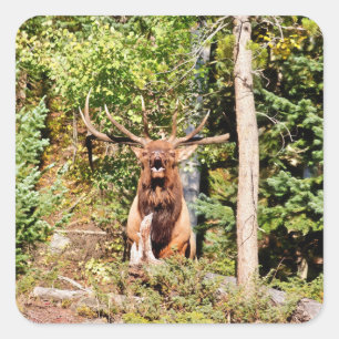 Pegatina Cuadrada Elk macho en el Parque Nacional de las Montañas Ro