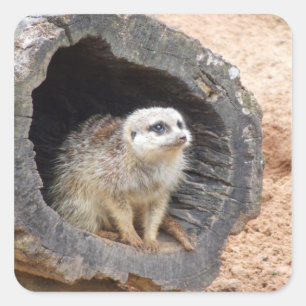 Pegatina Cuadrada Emblemador de Meerkat - cuadrado