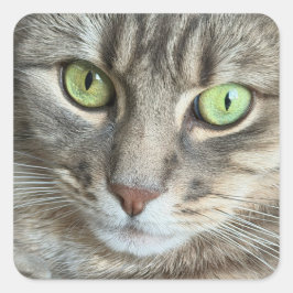Pegatina Cuadrada Emerald Eyes – Portrait of a Green-Eyed Cat