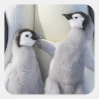 Emperador Penguin Chick