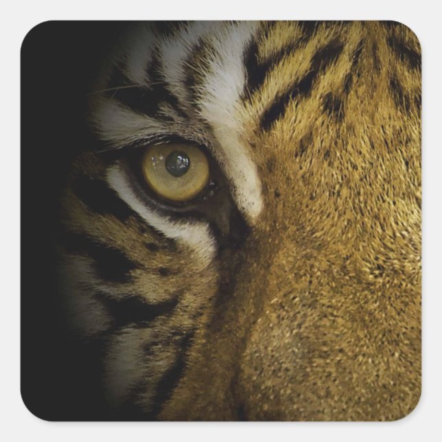 Pegatina Cuadrada En el ojo de un tigre (Anverso)