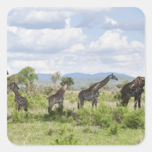 Pegatina Cuadrada En safari en el Parque Nacional Mikumi en Tanzania