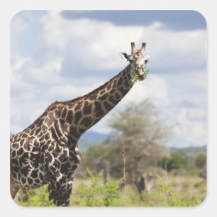 Pegatina Cuadrada En safari en Tanzania, África