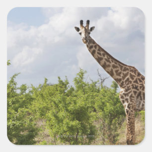 Pegatina Cuadrada En safari en Tanzania, África. 2