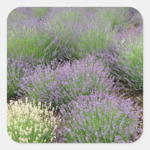 Pegatina Cuadrada Encantadora Lavanda