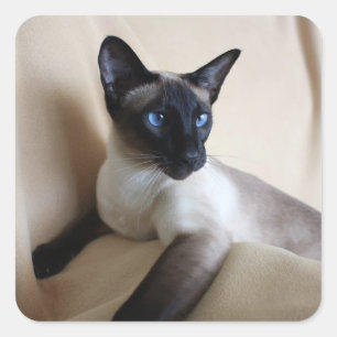 Pegatina Cuadrada Enorme cara de gato siamés