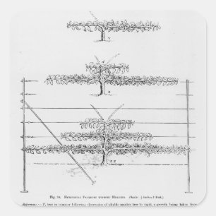 Pegatina Cuadrada Entrenamiento de árboles frutales jóvenes, de 'The