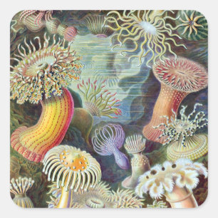 Pegatina Cuadrada Ernst Haeckel Formas artísticas de la naturaleza A