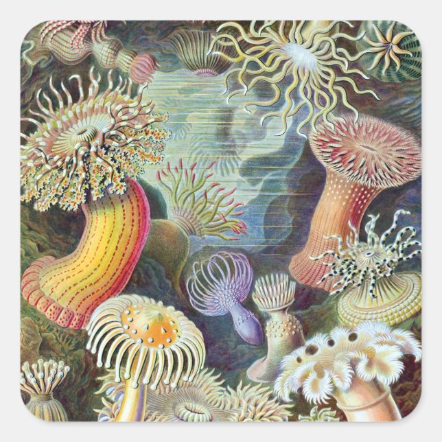 Pegatina Cuadrada Ernst Haeckel Kunstformen der Natur Actiniae (Anverso)