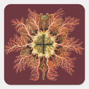 Pegatina Cuadrada Ernst Haeckel Túnica Náutica Vida Marina Mar Rojo