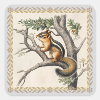 Pegatina Cuadrada Esbozo de Chipmunk vintage para los amantes de la 