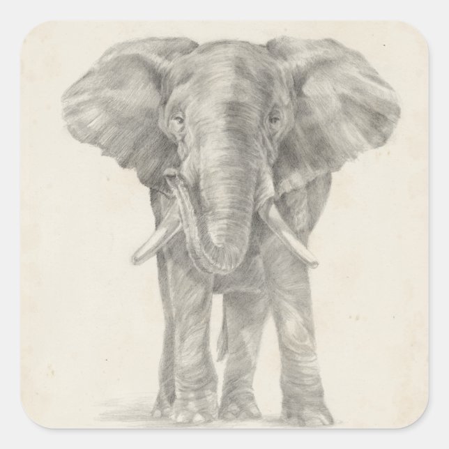 Pegatina Cuadrada Esbozo elefante (Anverso)
