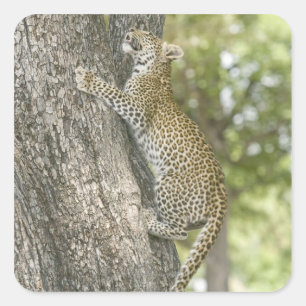 Pegatina Cuadrada Escalada del leopardo masculino joven (Panthera Pa
