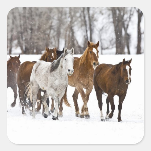 Pegatina Cuadrada Escenario invernal de correr (Anverso)