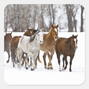 Pegatina Cuadrada Escenario invernal de correr