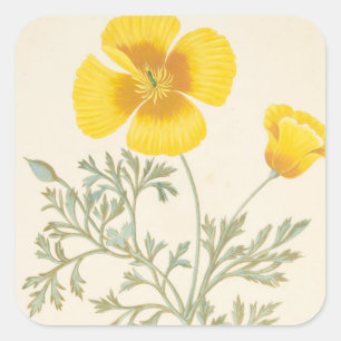 Pegatina Cuadrada Eschscholtzia californiano