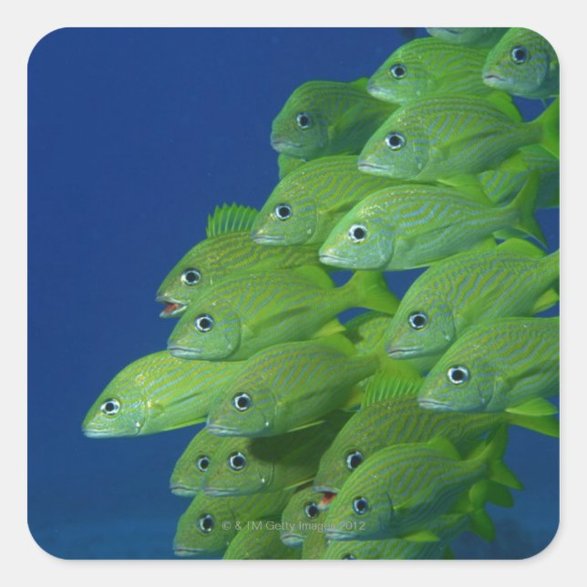 Pegatina Cuadrada Escuela de arbustos de arbustos y granos marginale (Anverso)