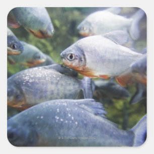Pegatina Cuadrada Escuela de las pirañas (nattereri de Pygocentrus)