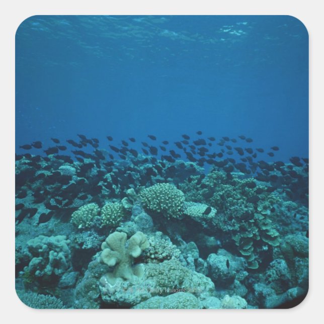 Pegatina Cuadrada Escuela de pescado 10 (Anverso)