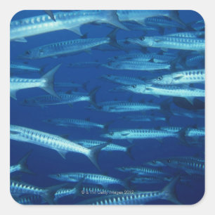 Pegatina Cuadrada Escuela de pescado 9