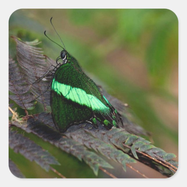 Pegatina Cuadrada Esmeralda (Anverso)