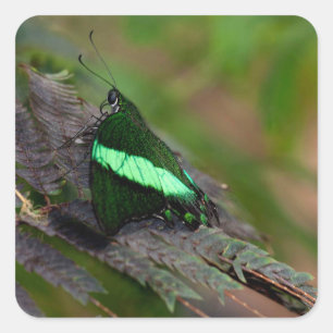 Pegatina Cuadrada Esmeralda