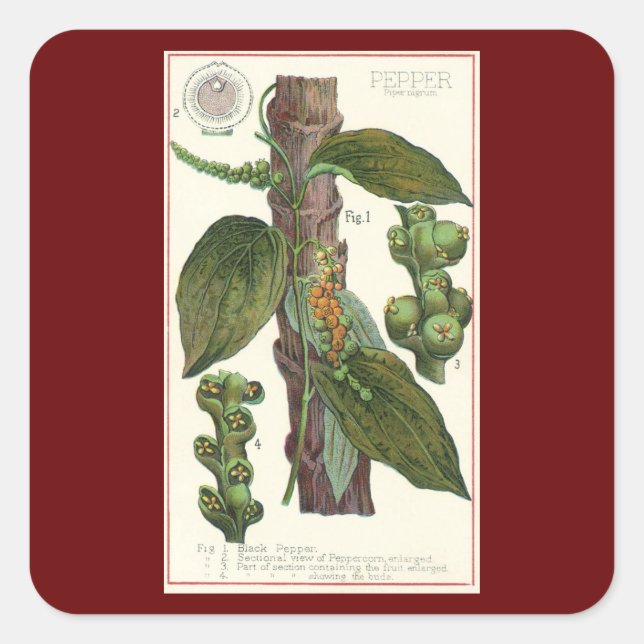 Pegatina Cuadrada Especias de hierbas aromáticas, planta de pimienta (Anverso)
