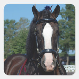 Pegatina Cuadrada espectáculo de caballos culpeper va